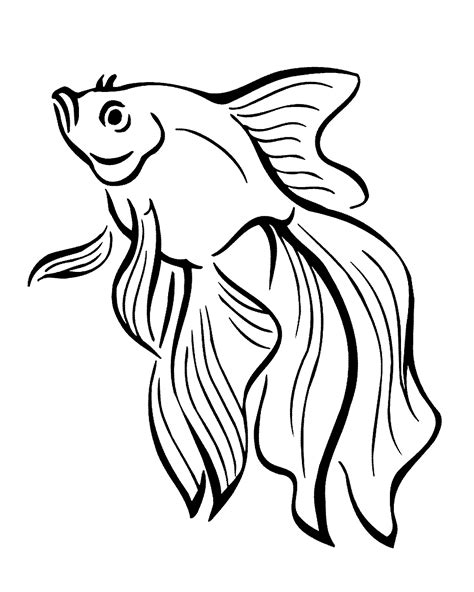 gambar ikan mas hitam putih