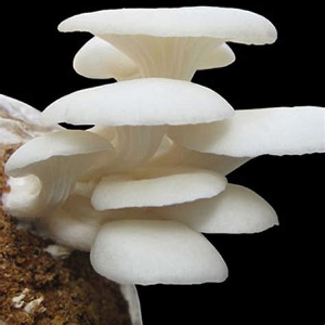gambar jamur