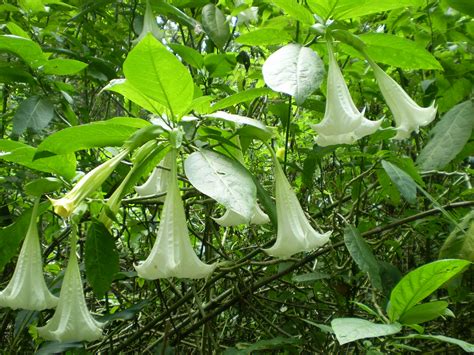 gambar kecubung | Gambar tanpa royalti Batu kecubung Shutterstock