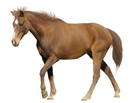 gambar kuda