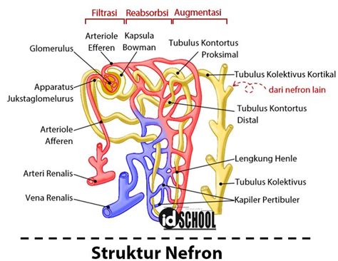 gambar nefron pada ginjal