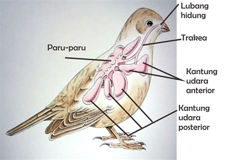 gambar organ pernapasan pada burung