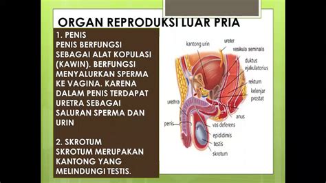 gambar organ reproduksi pria