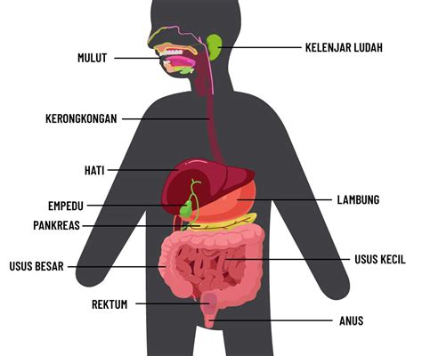 gambar organ sistem pencernaan manusia