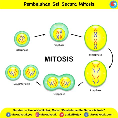 gambar pembelahan mitosis