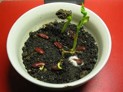 gambar pertumbuhan kacang merah