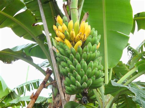gambar pohon pisang