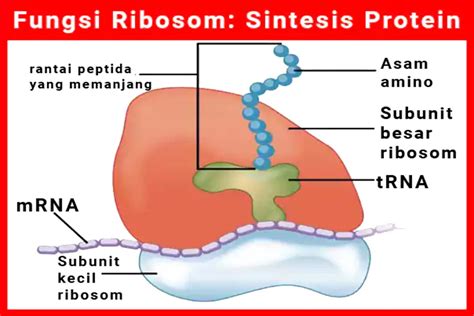 gambar ribosom