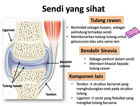 gambar sendi lutut