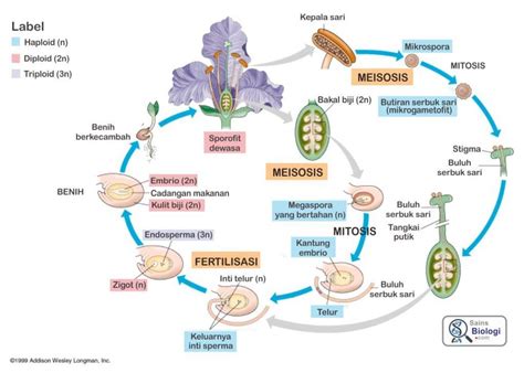 gambar siklus hidup angiospermae