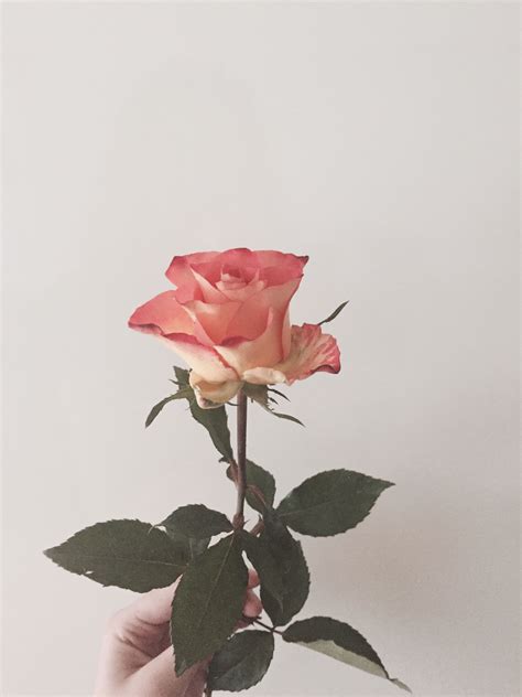 Gambar Simple Tapi Estetik  Bunga Estetik Sederhana Hitam Proses Lapisan Dari Format - Gambar Simple Tapi Estetik