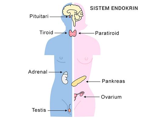 gambar sistem endokrin pada manusia