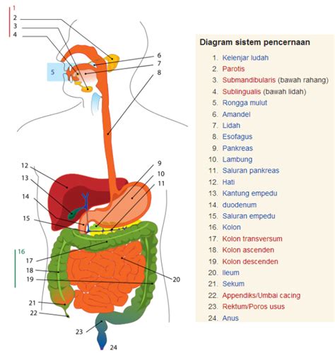 gambar sistem pencernaan