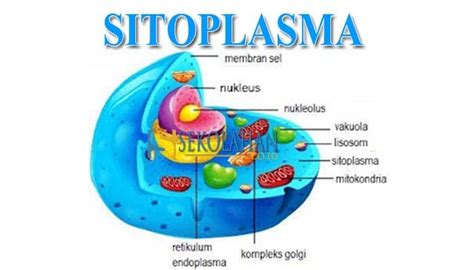 gambar sitoplasma