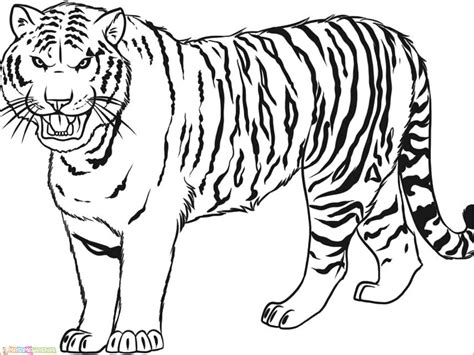 gambar sketsa hewan harimau