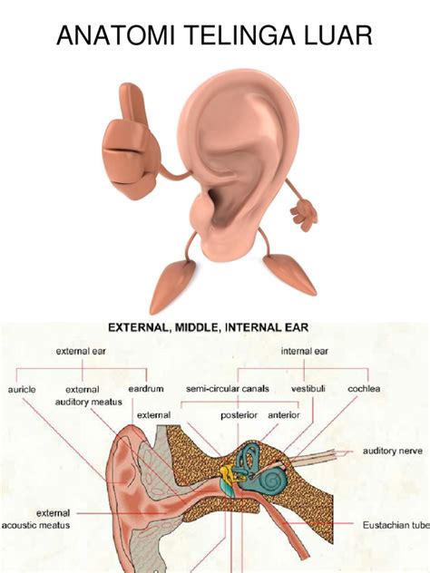 gambar telinga bagian luar