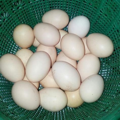 gambar telur ayam kampung