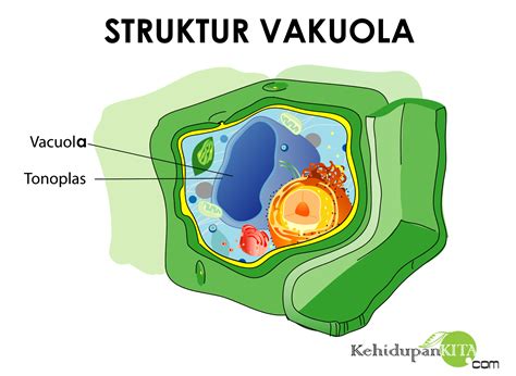 gambar vakuola