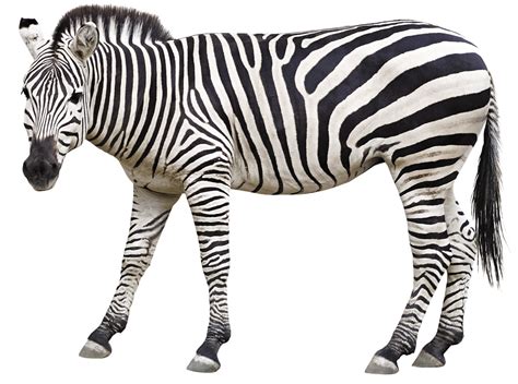 gambar zebra | My In M Vch Zebra KHU T