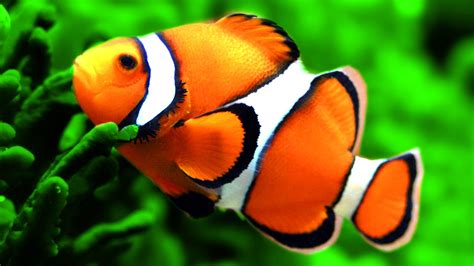 GAMBAR IKAN NEMO - BudIidaya Ikan Badut, si Nemo yang Lucu