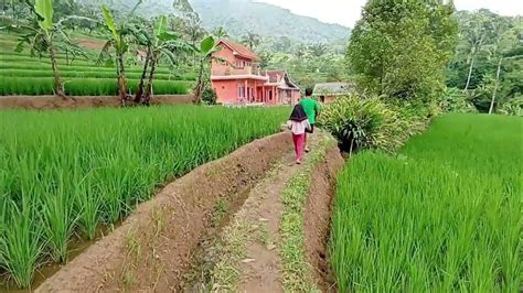 garasida | Kaos Mere Garasida Terbaru Lazada Harga Murah