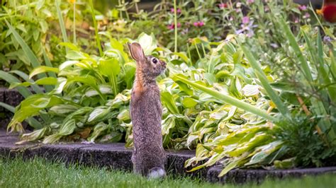 Garden Of Eating