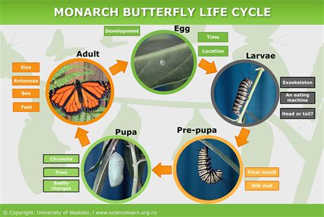 Garden Wildlife Week Butterfly Life Cycle Free Early Bird Life Cycle Ks2 - Bird Life Cycle Ks2