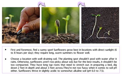 gardenerstars seed