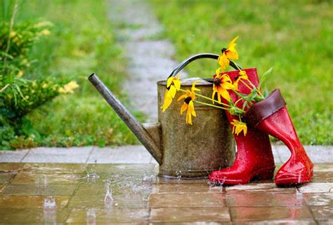 Gardening In The Rain Archives Henry Homeyer Lines On Rainy Season For Nursery - Lines On Rainy Season For Nursery
