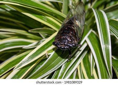 garengpung | Sounds of the Cicadas Suara TonggeretGarengpung Rutube