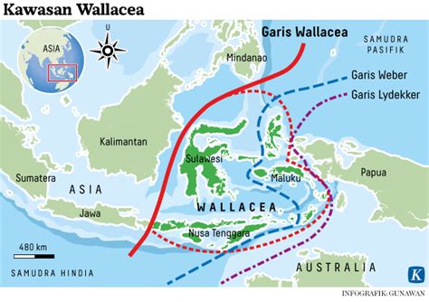Wallace Line - Wikipedia