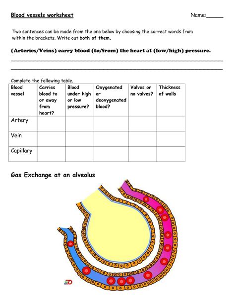 Gas Exchange And Blood Vessels Worksheet Arteries And Veins Worksheet - Arteries And Veins Worksheet