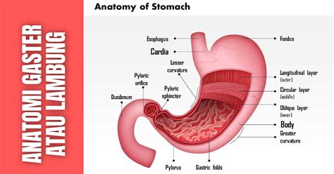 gaster adalah | Lambung Wikipedia bahasa Indonesia ensiklopedia bebas