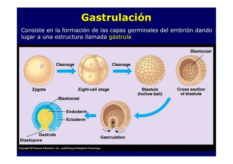 gastrulacion-4