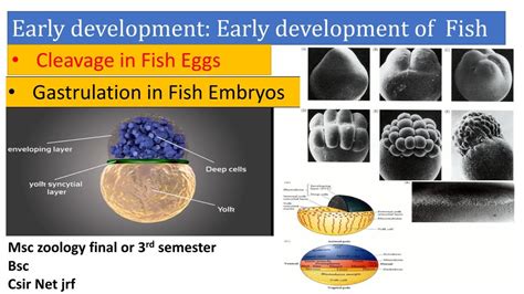 Gastrulation In Fish