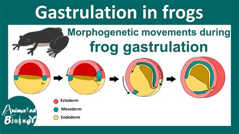 Gastrulation In Frog