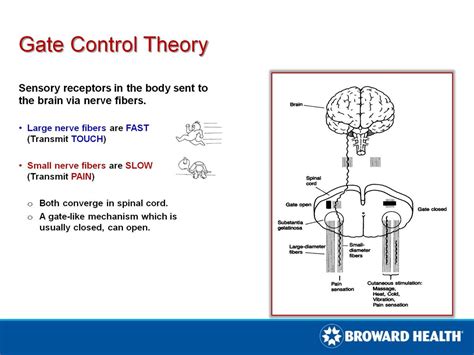 gate control theory translation in French - Reverso