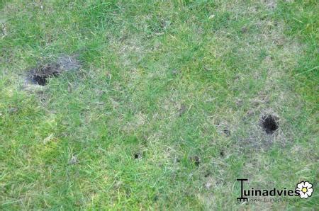 gaten in het gras
