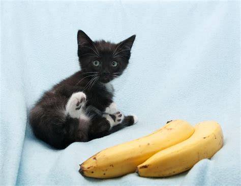 Gato Pode Comer Banana