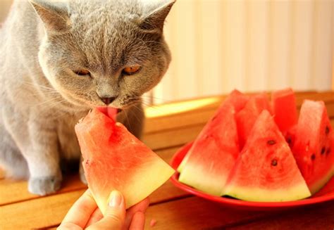 Gato Pode Comer Manga