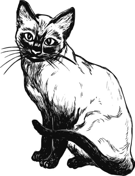 Gato para colorear e imprimir: ¡Diviértete pintando a este lindo felino!