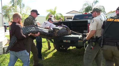gator attacks florida