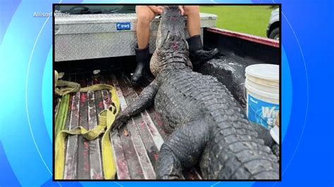 gator attacks in florida