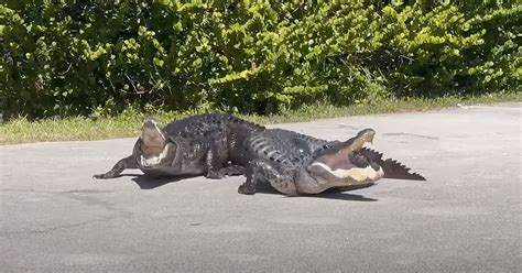 Gator Or Croc