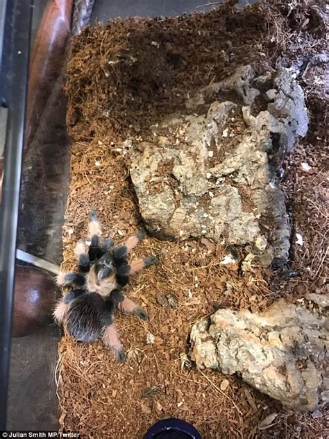 gavin williamson mp with tarantulas spiders