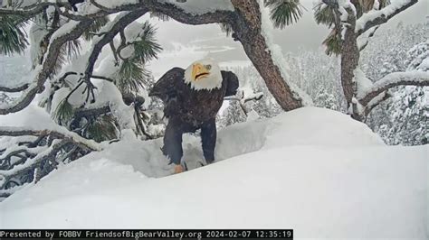 gay bald eagles