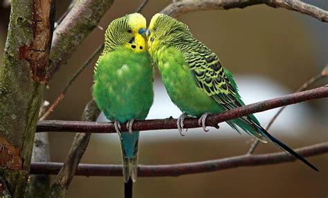 gay budgies