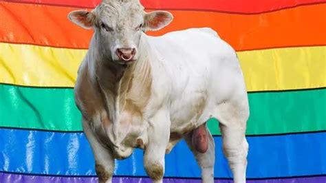 gay cattle judge