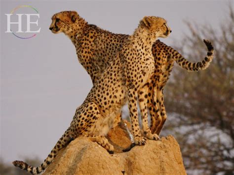 gay cheetahs