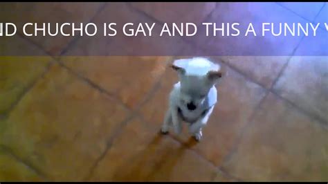 gay chucho